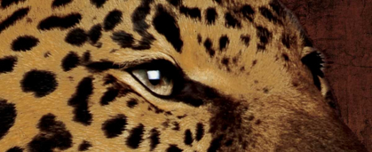 Picture of LEOPARD EYES