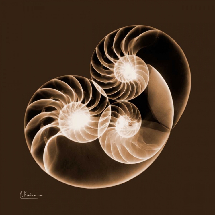 Picture of SEPIA NAUTILUS 2