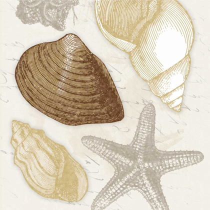 Picture of SHELLS 3