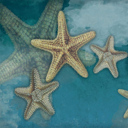 Picture of STARFISH