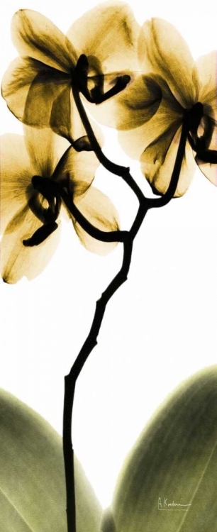 Picture of ORCHID IN GOLD