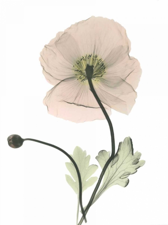 Picture of ICELAND POPPY