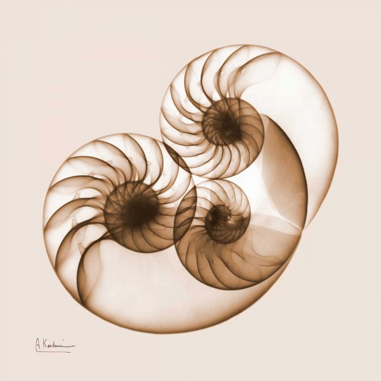 Picture of SEPIA NAUTILUS 2