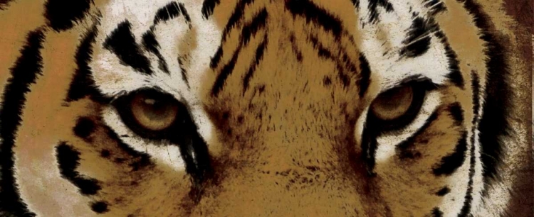 Picture of TIGER EYES