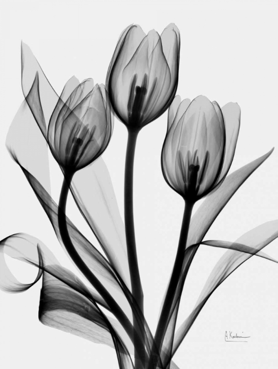 Picture of TULIPS