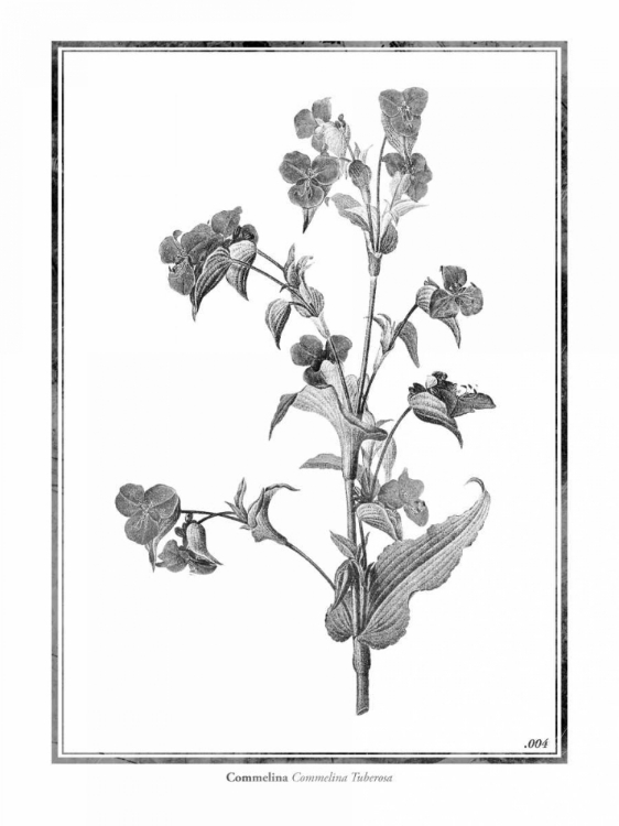 Picture of COMMELINA