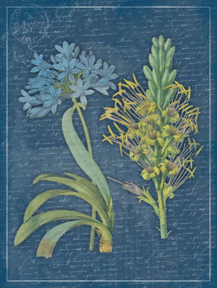 Picture of BLUE PRINT FLORAL