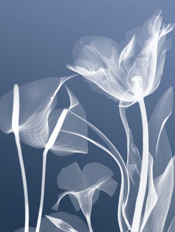 Picture of TRANSPARENT FLORA 5