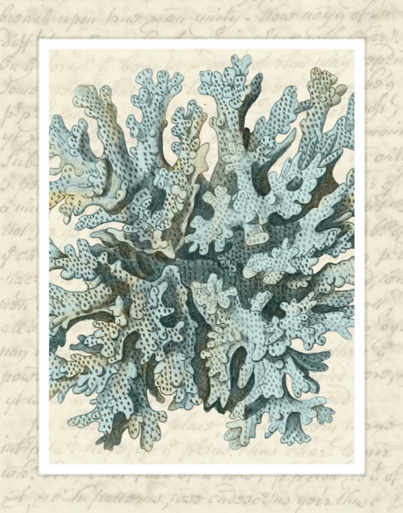 Picture of BLUE CORALS ON VINTAGE SCRIPT C