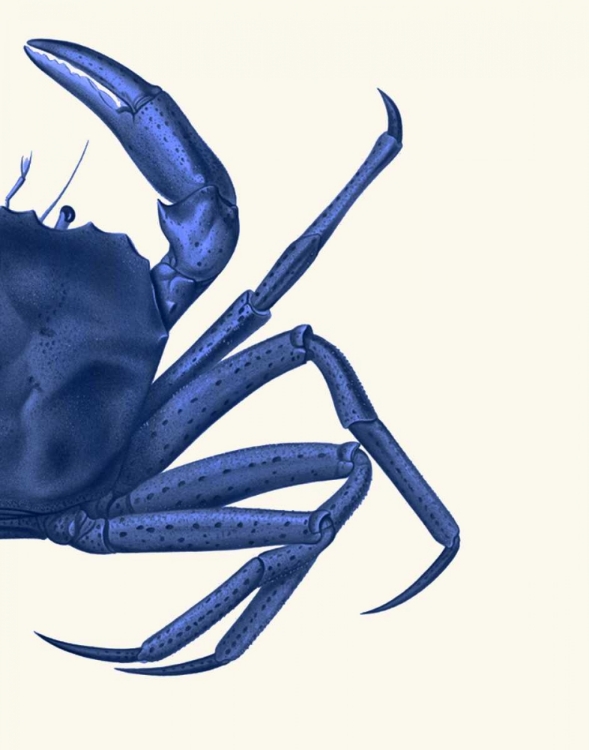 Picture of CONTRASTING CRAB IN NAVY BLUE B