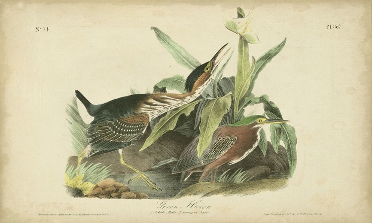 Picture of AUDUBON GREEN HERON