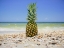 Picture of SOUTH FLORIDA PINEAPPLE II