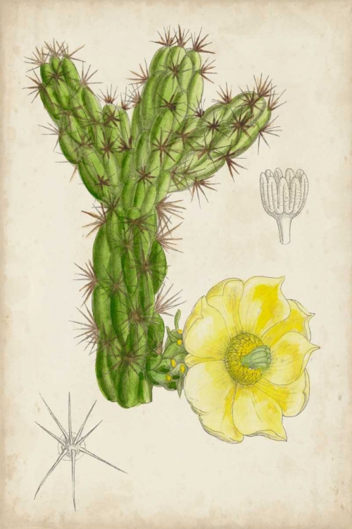 Picture of ANTIQUE CACTUS I