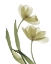 Picture of XRAY TULIP I