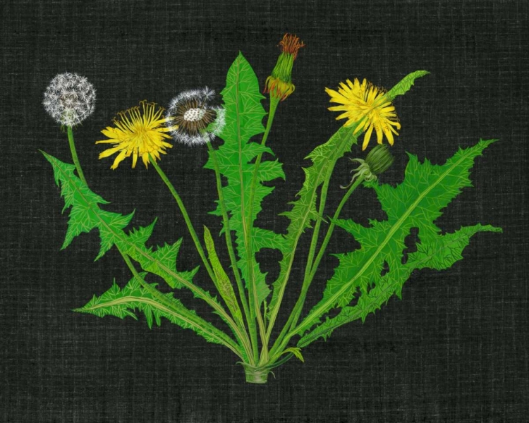 Picture of WILD DANDELION I