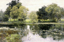 Picture of WATER LILIES ON A POND