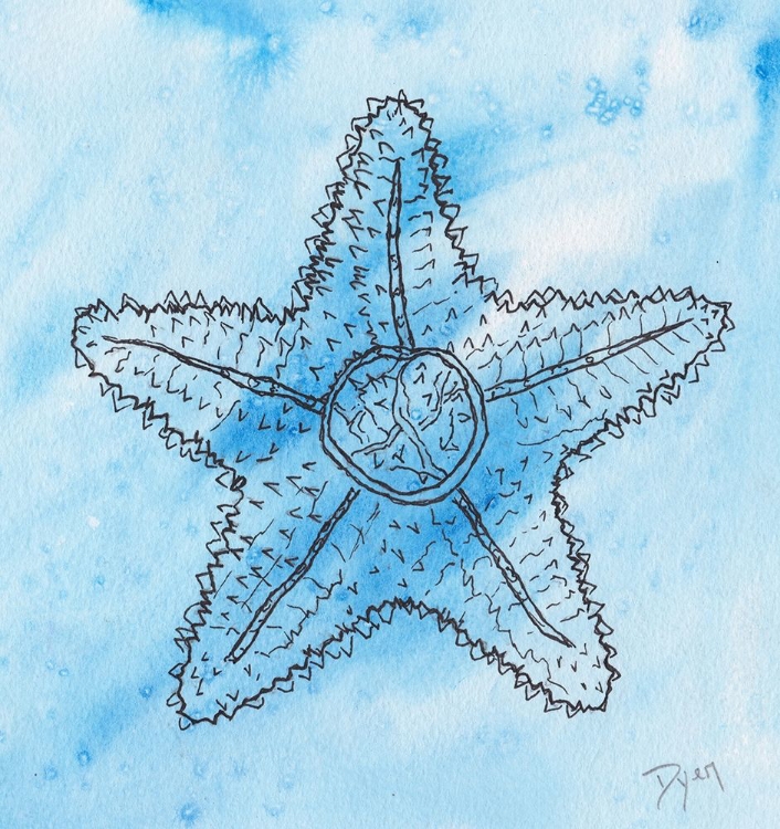 Picture of COASTAL STARFISH