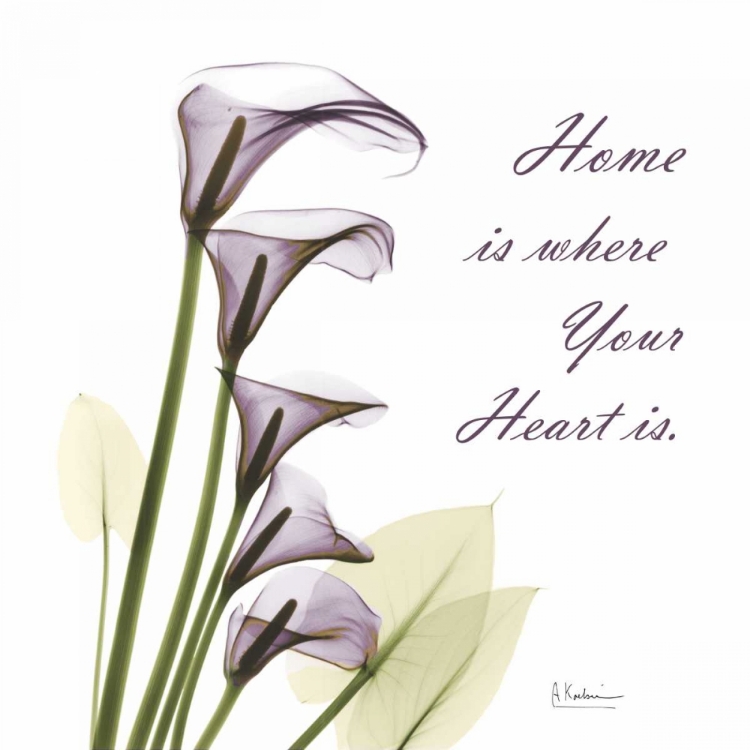 Picture of CALLA LILIES HOME