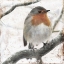 Picture of COLD BIRD