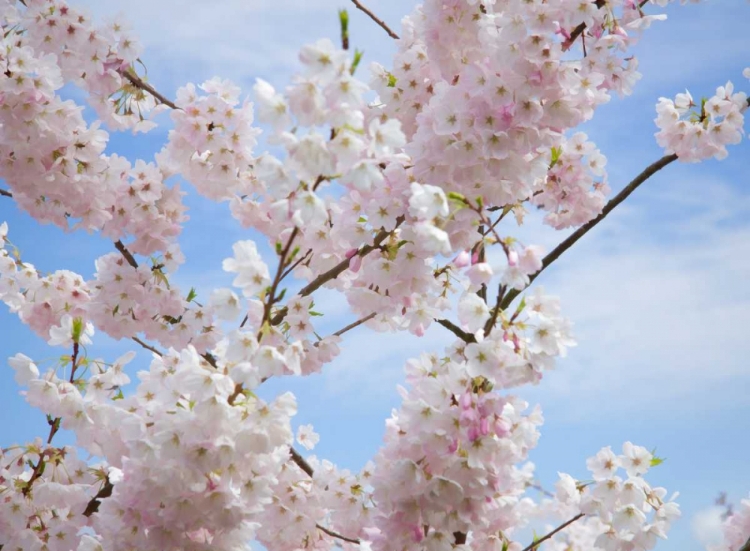 Picture of SPRING BLOSSOMS