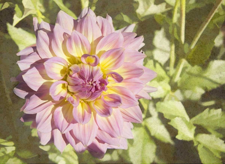 Picture of GARDEN DAHLIAS II