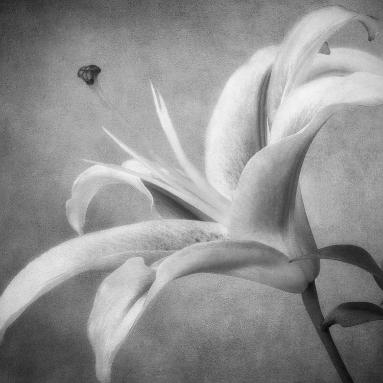 Picture of BLACK AND WHITE LILY 4