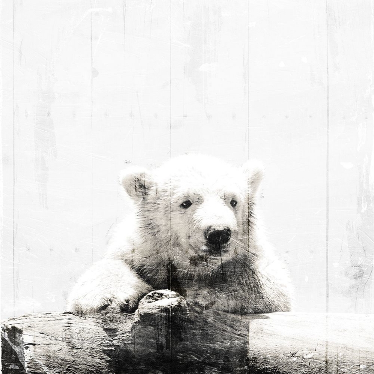 Picture of POLAR LOOKS WHITE