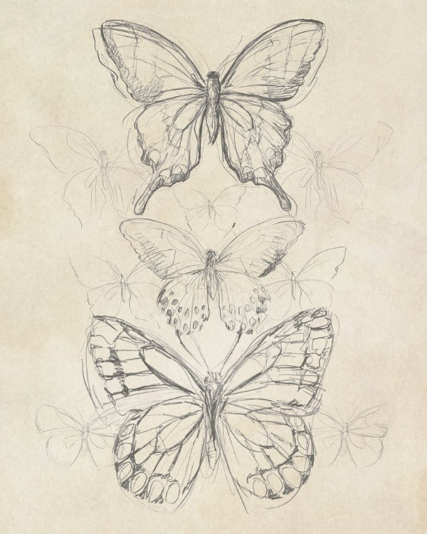 Picture of VINTAGE BUTTERFLY SKETCH II