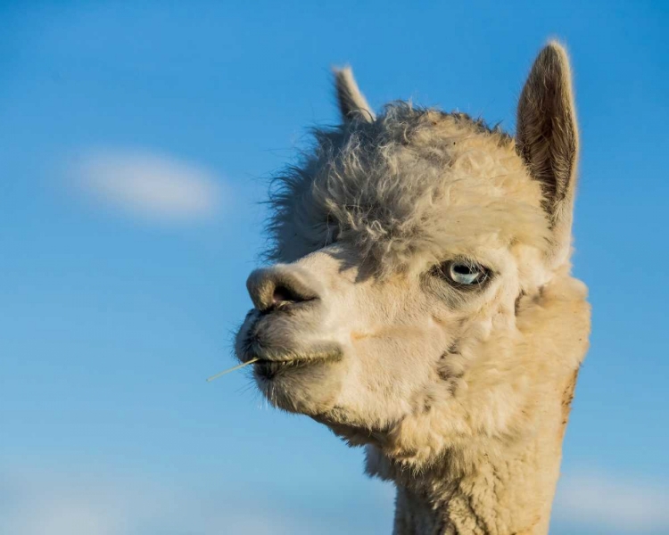 Picture of ALPACA PORTRAIT VII