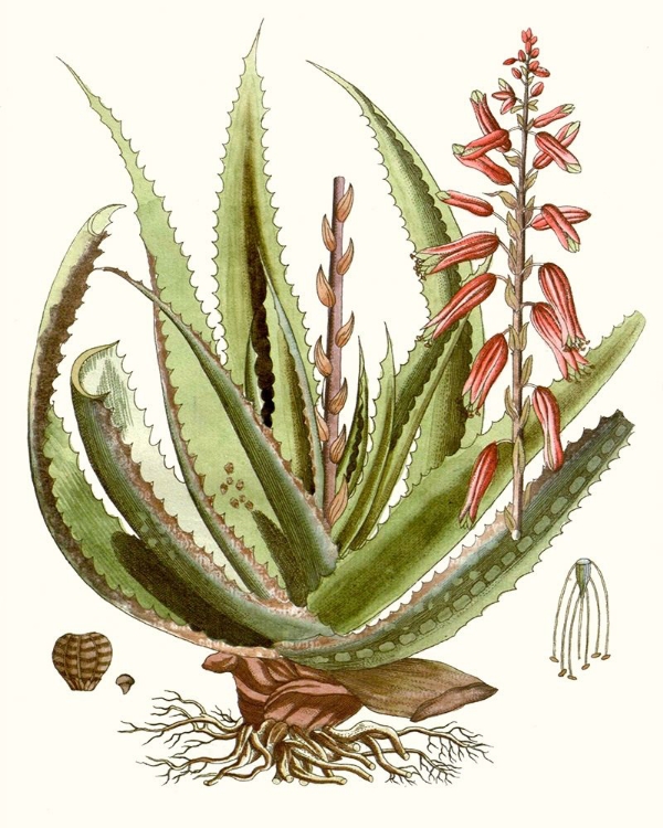 Picture of ANTIQUE ALOE I