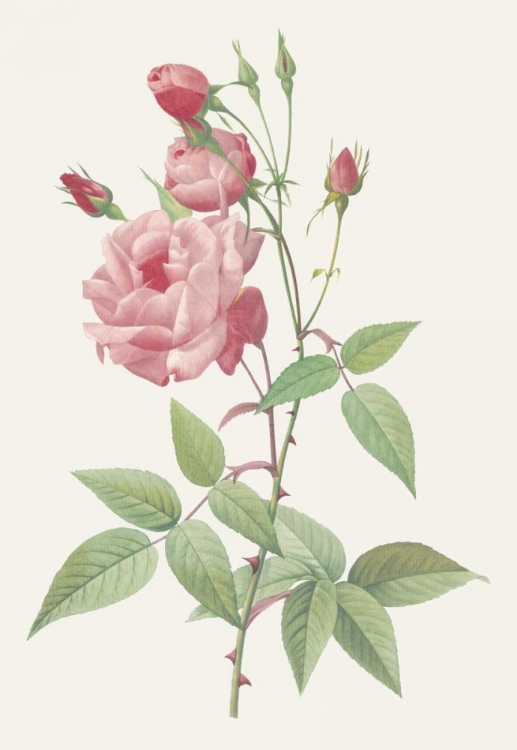 Picture of ROSA INDICA VULGARIS