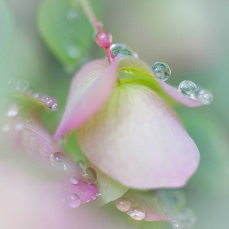 Picture of DEW COVERED OREGANO II