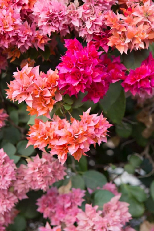 Picture of PINK FLOWERS I