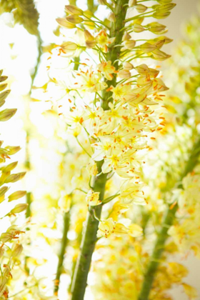 Picture of WHITE FLOWERS