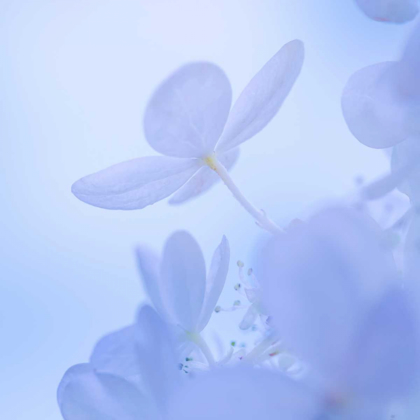 Picture of HYDRANGEA BLOSSOM II