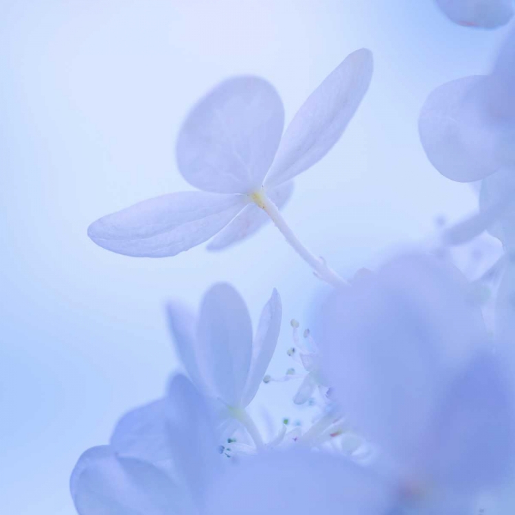 Picture of HYDRANGEA BLOSSOM II