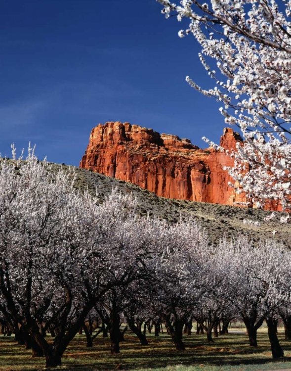 Picture of CAPITOL REEF