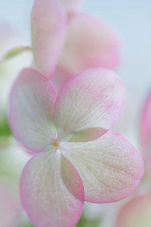 Picture of HYDRANGEA II