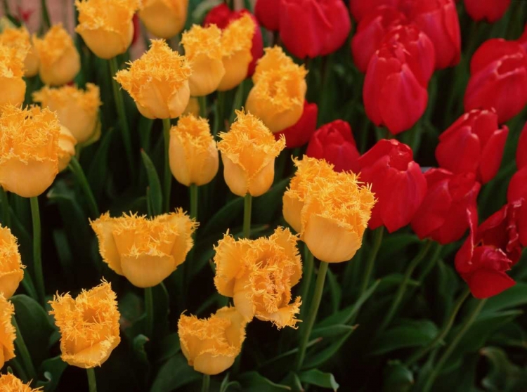 Picture of TULIPS