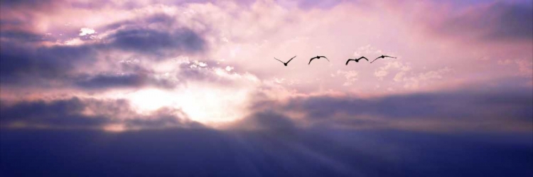 Picture of PELICANS ABOVE THE BAY