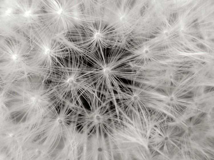 Picture of DANDELION 2