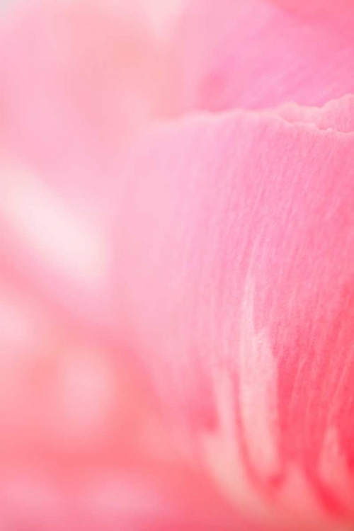 Picture of PINK PEONY IV