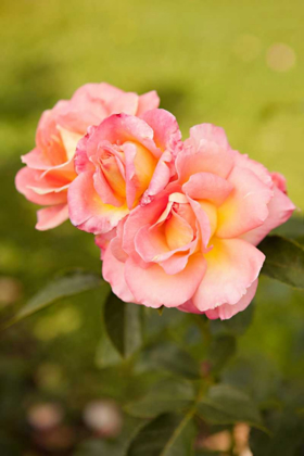 Picture of PINK ROSES