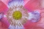 Picture of PINK POPPY II