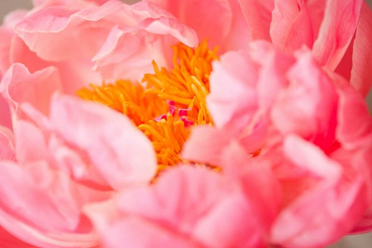 Picture of PINK PEONY V