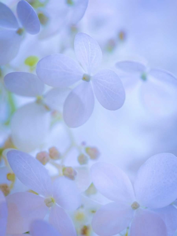 Picture of HYDRANGEA PANICULATA II