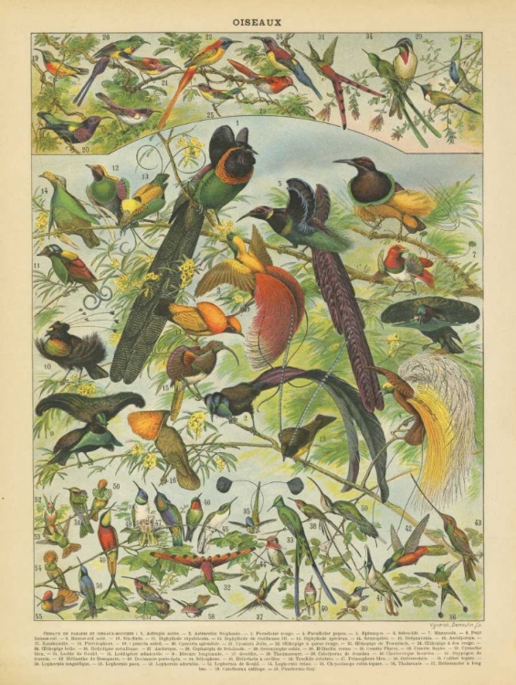 Picture of OISEAUX III