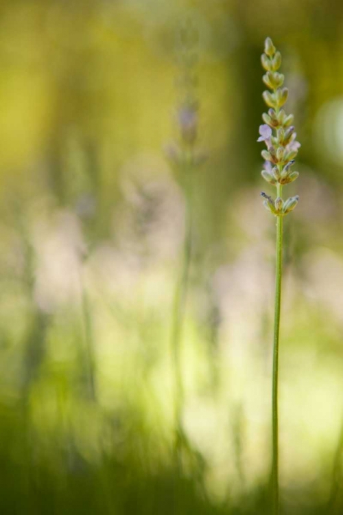 Picture of LAVENDER I