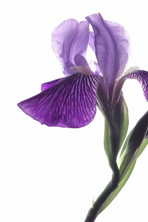 Picture of PURPLE IRIS II