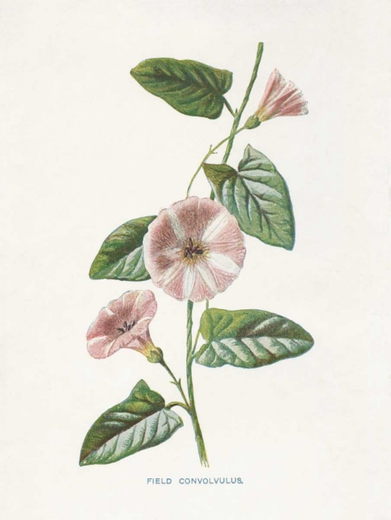 Picture of FIELD CONVOLVULUS